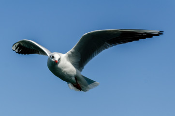Flying Seagull