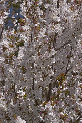 Fudan Sakura japanese cherry (Prunus serrulata Fudan Sakura)