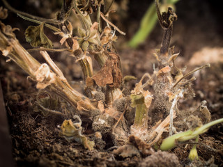 Botrytis cinerea or gray mold of Pelargonium