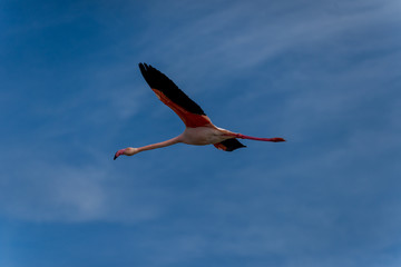 Flamant rose