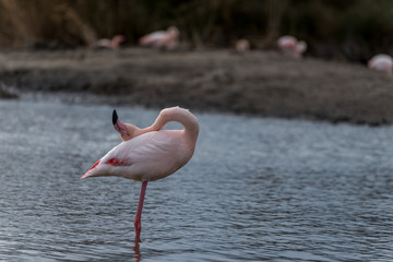 Flamant rose