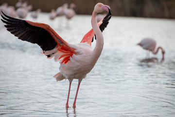Flamant rose