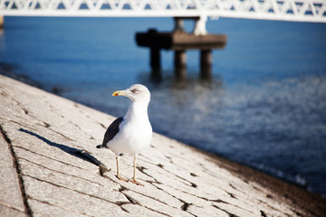 Portrait of a beautiful white seagull on the waterfront
