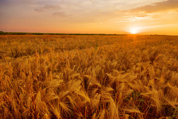 Beautiful barley field in sunset in summer