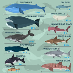 Infographics of giant inhabitants of the sea depths