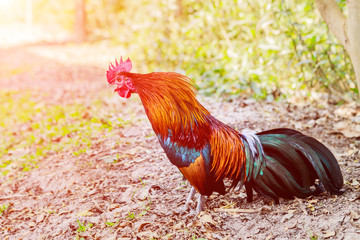 Chicken flocks in farm lawns in the early morning sun.