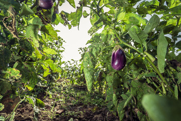 Eggplants growing in a vegetable garden. Agriculture