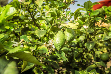 Unripe lemons on a branch and green leaves. Lemon tree