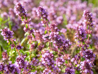 Blossoming thyme close up in the field in the sunny day.
