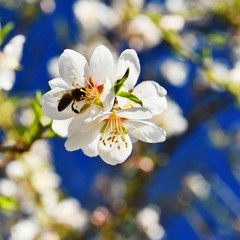 Spring background. Beautifully blossoming tree with a bee. Flower in nature.