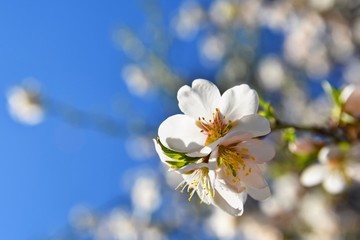 Beautiful blossom tree. Nature scene with sun on Sunny day. Spring flowers. Abstract blurred background in Springtime.
