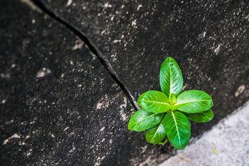Tree grows out of the old wall background.