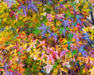 Obraz na płótnie Canvas Closeup shot of colorful fall foliage