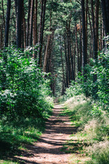 Beautiful forest landscape, thin trunks of pines, a path in the forest