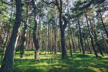 Obraz premium Beautiful forest landscape, thin trunks of pine trees, bright juicy green background and texture