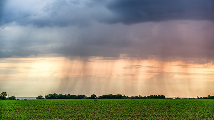 Rain over green field panorama in sunset in summer 