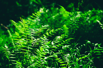 Beautiful natural background and texture, bright beautiful green fern leaves. Picture with retro toning