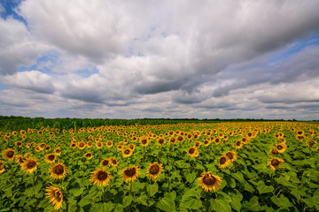 Vibrant sunflower field panorama with big white clouds in summer
