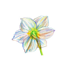 Narcissus flower watercolor isolated on white background, hand drawn daffodil illustration, Floral design for element patterns, greeting card, wedding invitation, florist shop, beauty salon, cosmetic