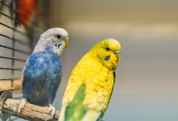 Two parrots sitting on a stick in pet shop