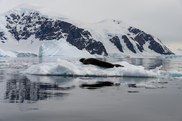 Leopard seal on ice