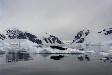 Fototapeta na wymiar Leopard seal on ice