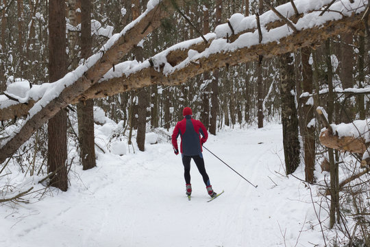 a man skier skating in a winter forest near trees