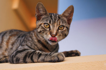 Cat with tongue out in Crete, Greece