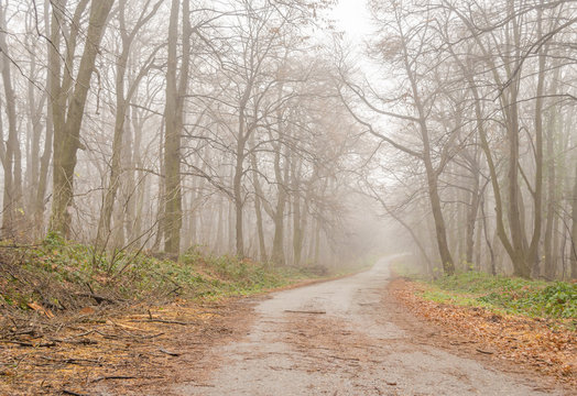 Fototapeta Path in winter forest on Mount "Fruška Gora" near the town of Novi Sad 