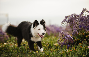 Border Collie dog outdoor portrait in field of purple spring flowers