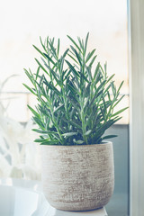 House plant succulent  Senecio serpens or Blue Chalksticks in white pot at window background, close up.