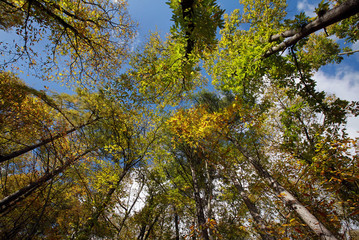 Wald aus der Froschperspektive