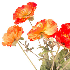Fototapeta premium Orange flowers isolated on white background 
