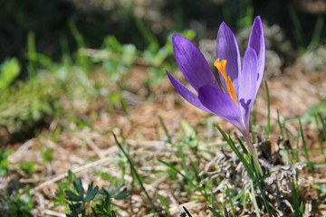 Single crocus on green meadow