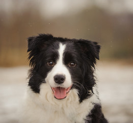 Border Collie dog outdoor portrait in winter snow