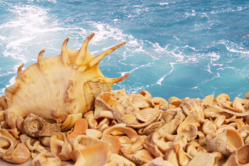 Fototapeta na wymiar Seashells on the sea background