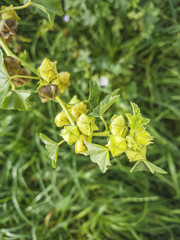Fruits of cornish mallow