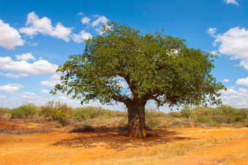 A lonely tree. Tree against the blue sky. Africa Kenya. Journey through Africa. Landscape of nature of Kenya.