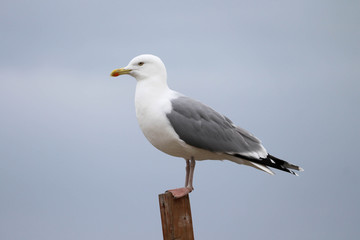 a seagull bird