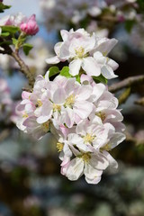 Apfelblüte in Südtirol