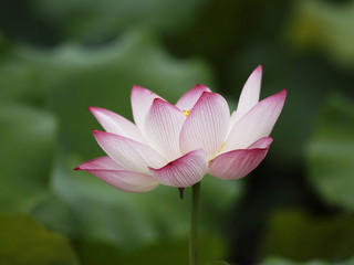 Obraz premium Close-up of lotus flowers blooming in the pool
