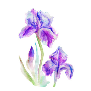 Watercolor iris flower, hand drawn botanical bouquet illustration isolated on white background design for wedding invitation, greeting card, beauty salon, natural product, florist shop, cosmetic