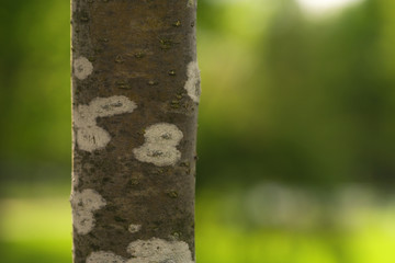rowan tree trunk on a spring morning