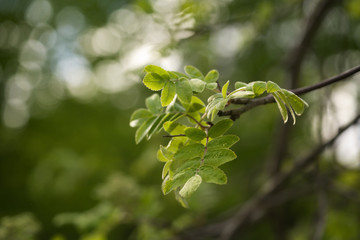 first leaves of rowan tree on a spring morning