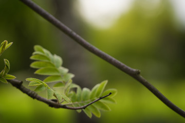 first leaves of rowan tree on a spring morning