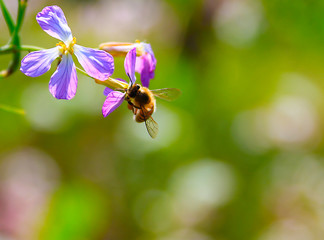 Bee collects honey on rape in spring