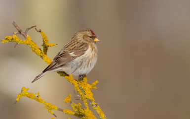 Common Redpoll - Carduelis flammea / Acanthis flammea
