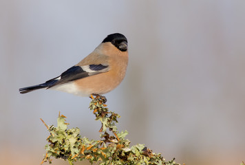 Eurasian Bullfinch - Pyrrhula pyrrhula - female