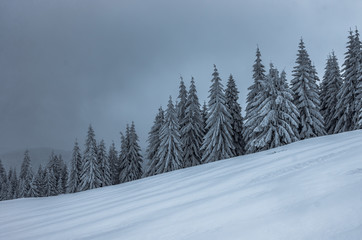 Winter forest in snowy Beskidy mountains, Poland