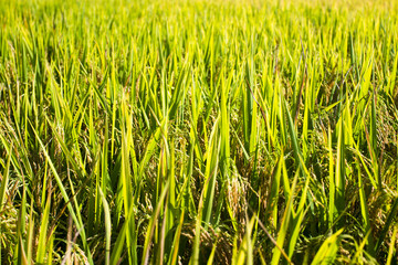 Ripe rice in the rice fields in autumn